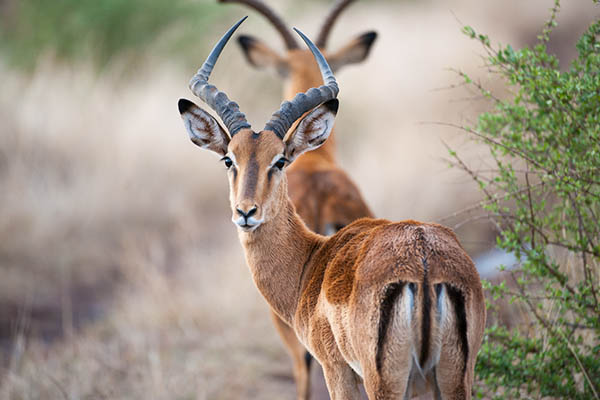Impala Ram Madikwe